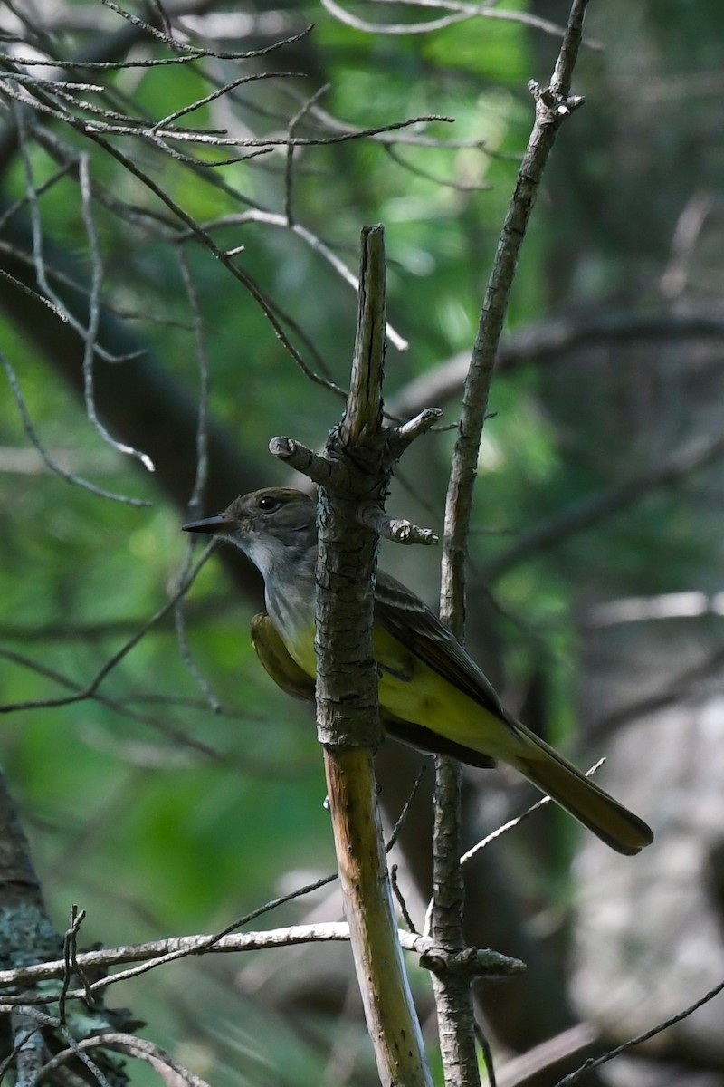 Great Crested Flycatcher - Carly Rodgers