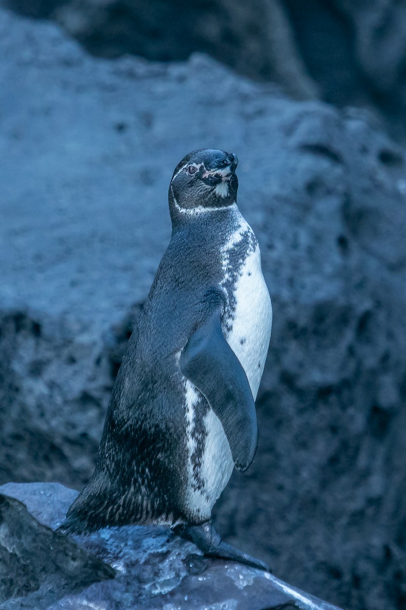 Galapagos Penguin - ML578467971