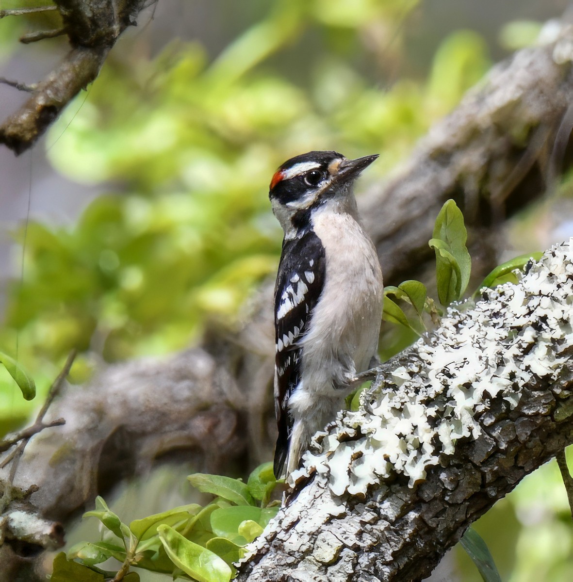 Downy Woodpecker (Eastern) - ML578470231