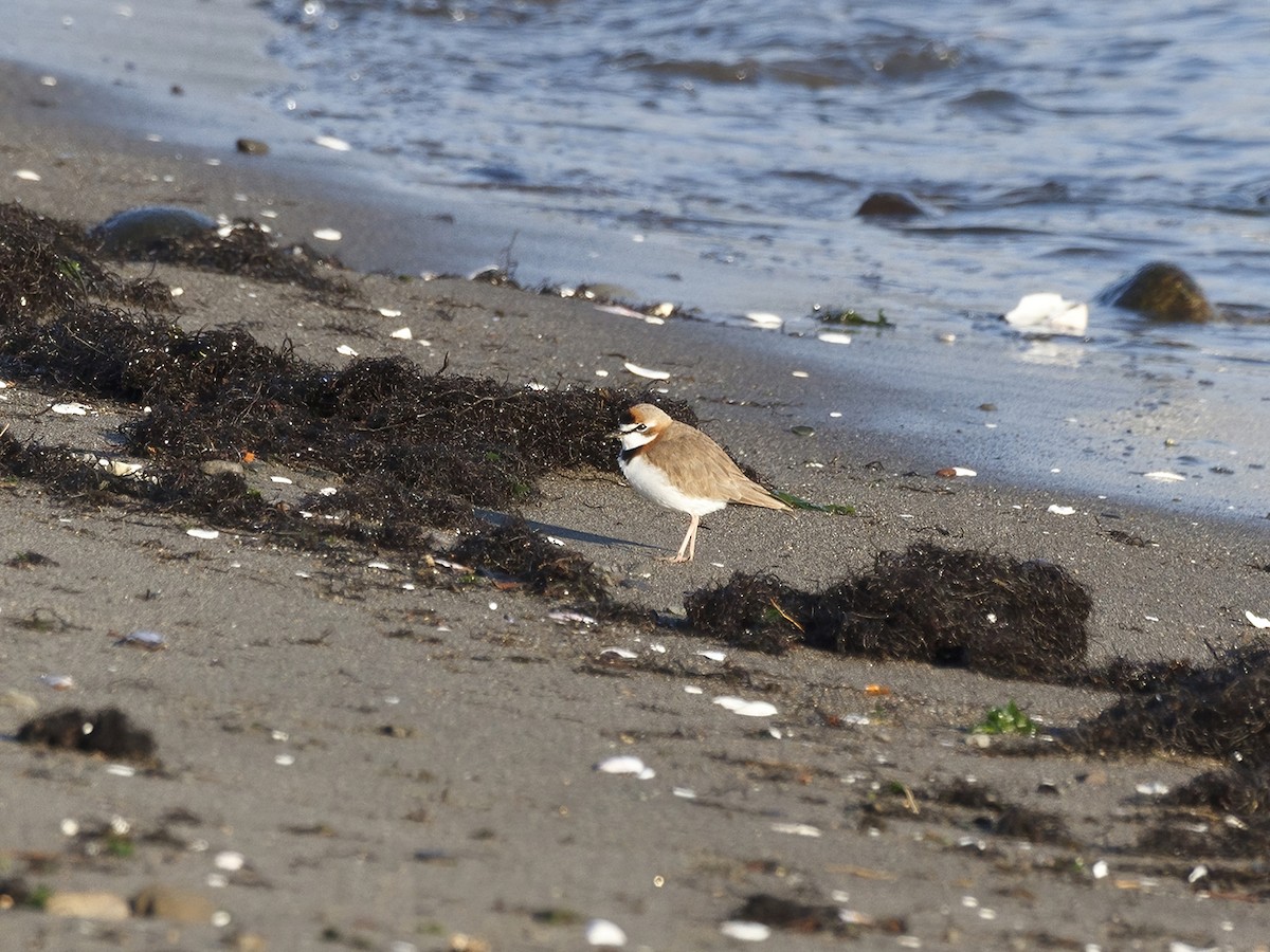 Collared Plover - ML578473071