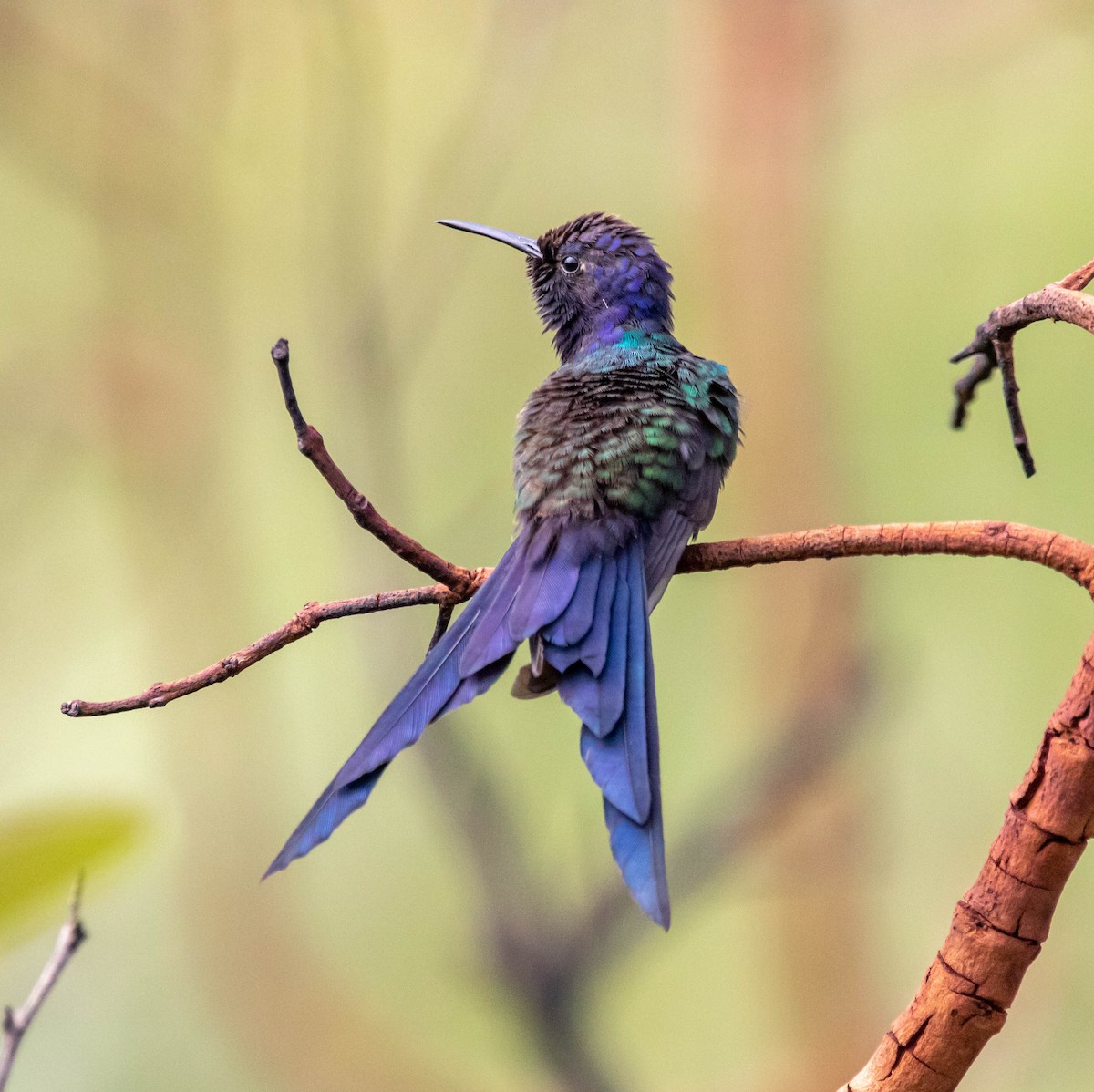 Swallow-tailed Hummingbird - ML578473501
