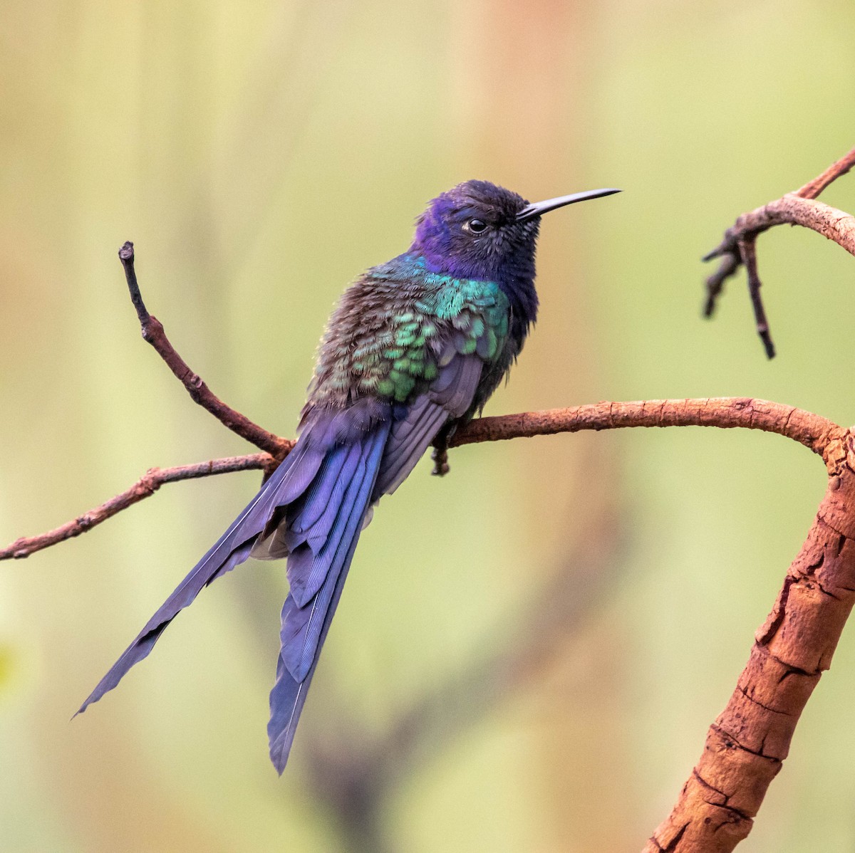 Swallow-tailed Hummingbird - ML578473521
