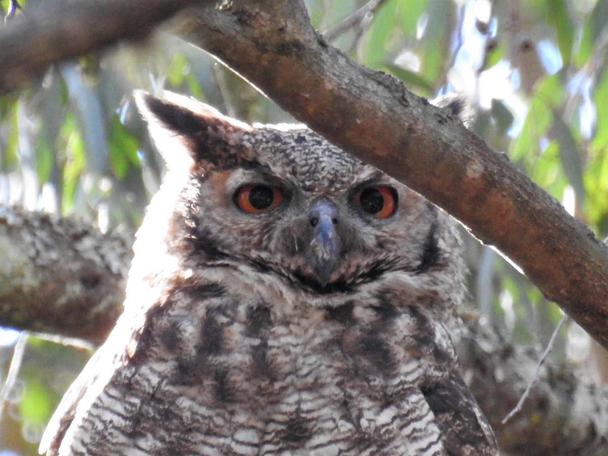 Great Horned Owl - ML578475561