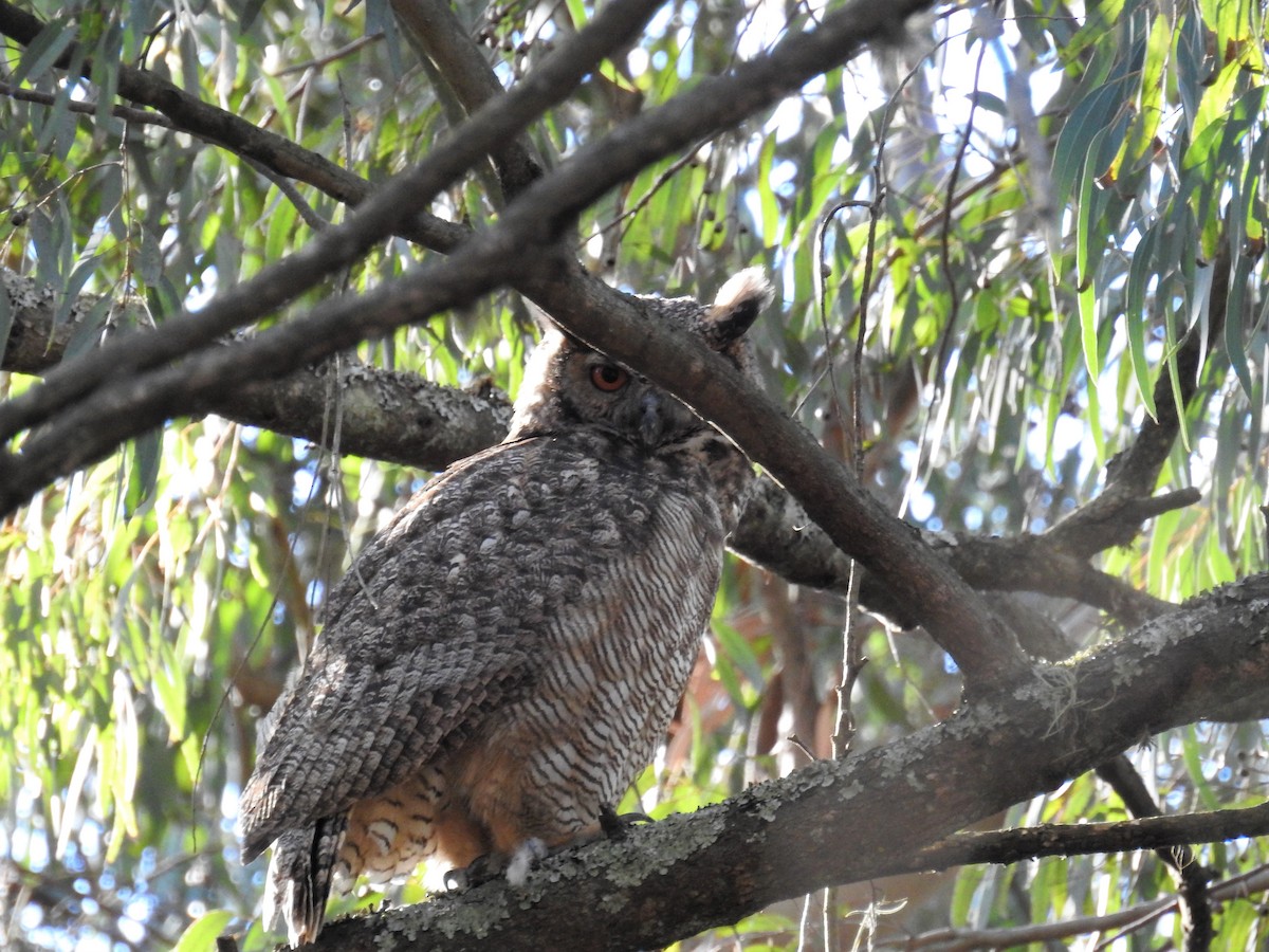Great Horned Owl - ML578475571