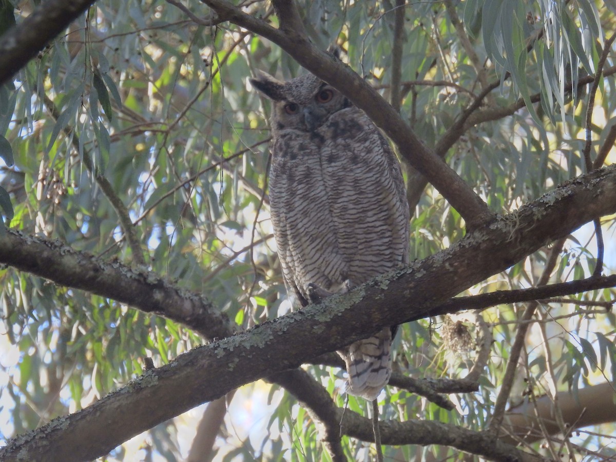 Great Horned Owl - ML578475581
