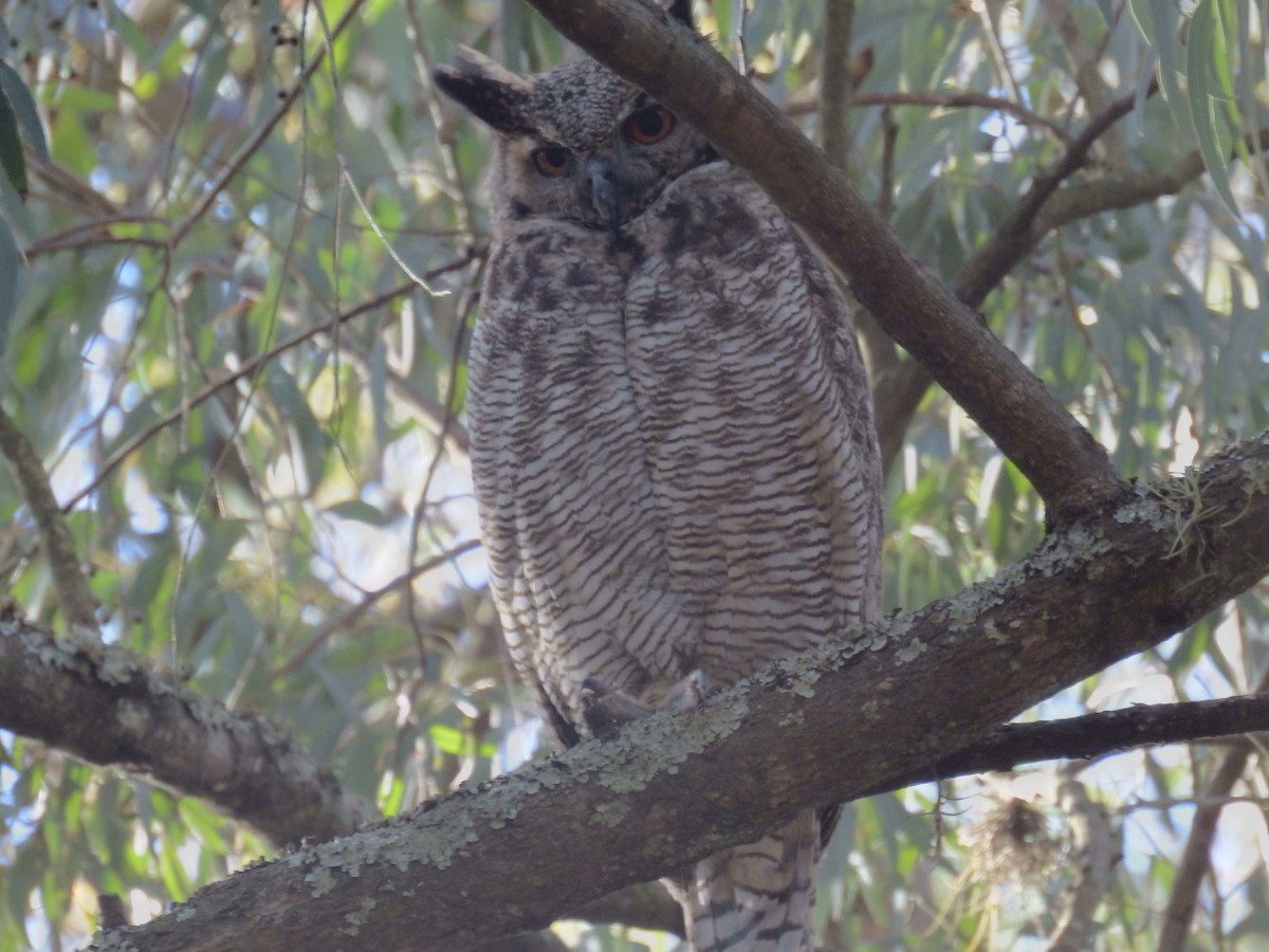 Great Horned Owl - ML578475601