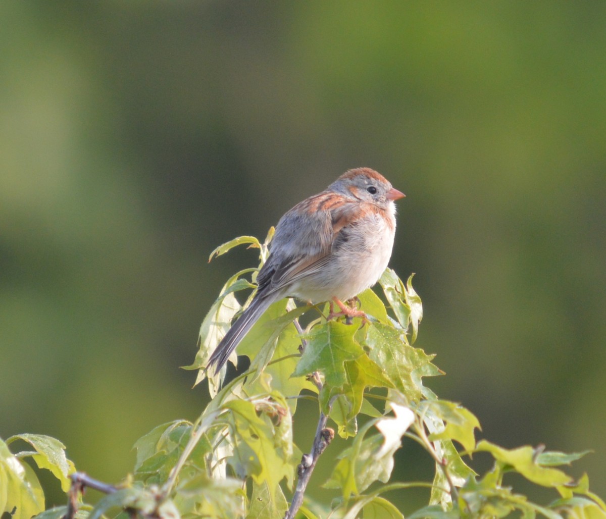 Field Sparrow - ML578475951