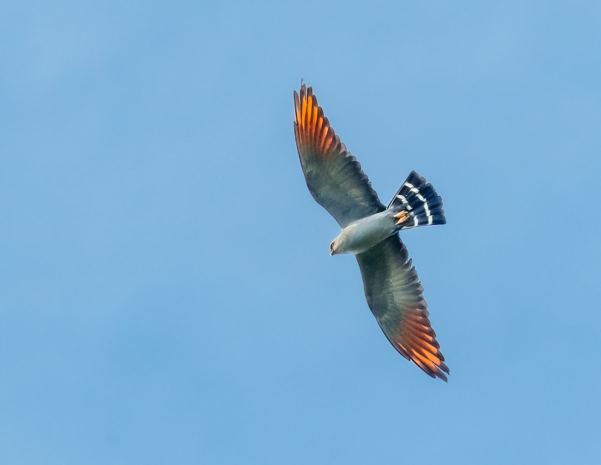 Plumbeous Kite - Jim Merritt