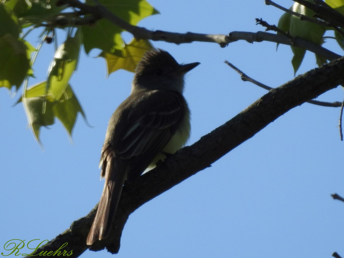 Great Crested Flycatcher - ML57848481