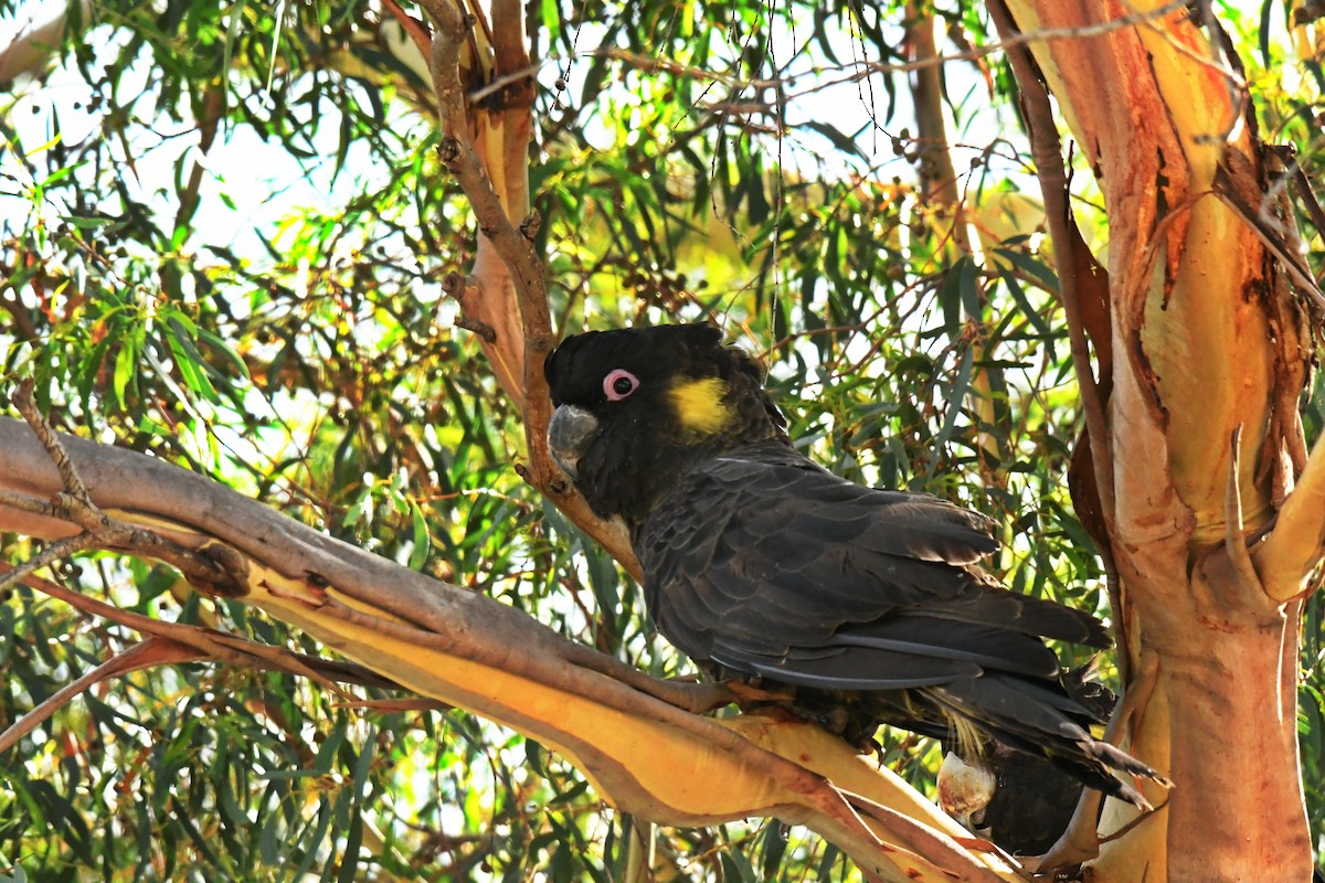 Yellow-tailed Black-Cockatoo - ML578485141