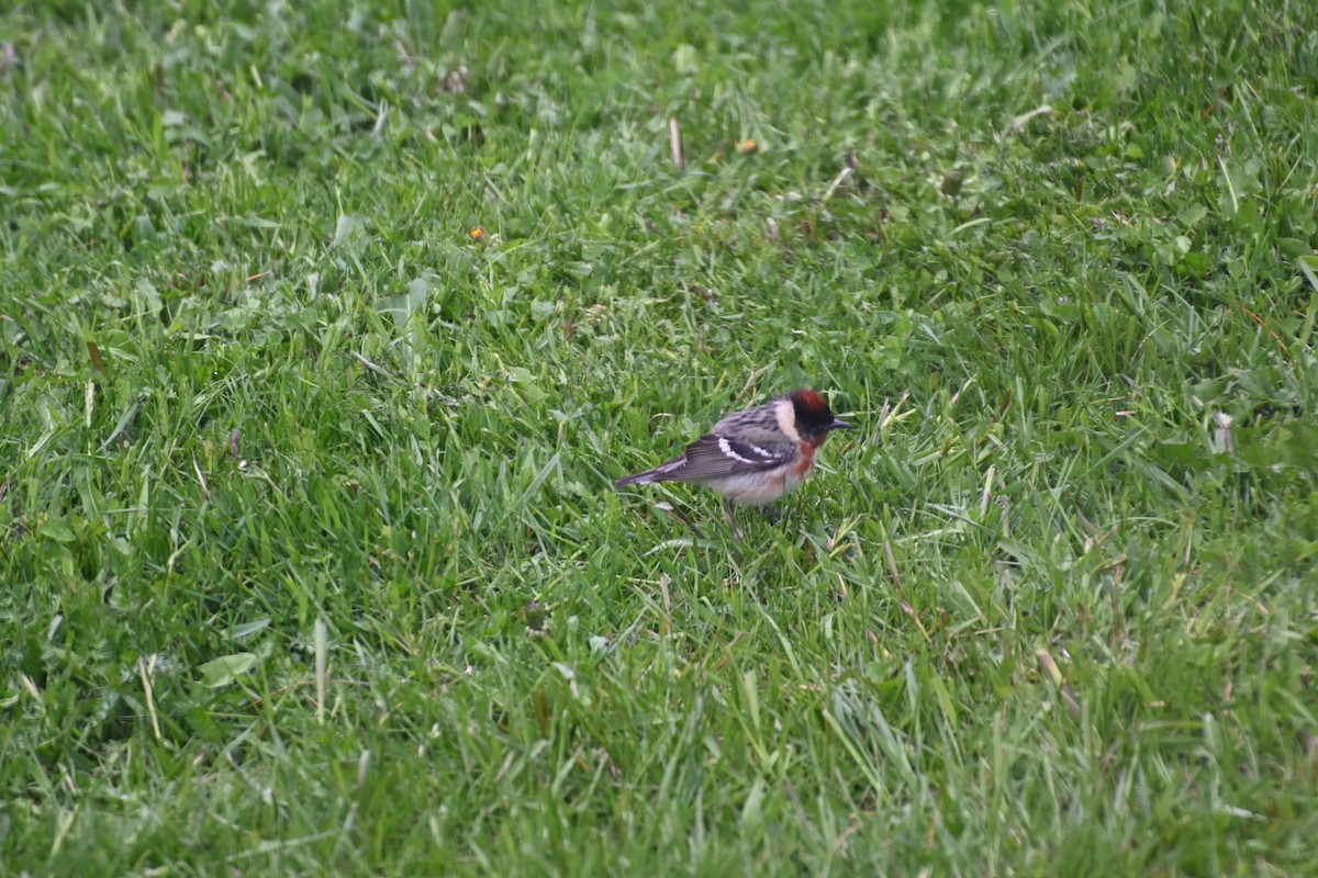 Bay-breasted Warbler - Jean-Claude Richard