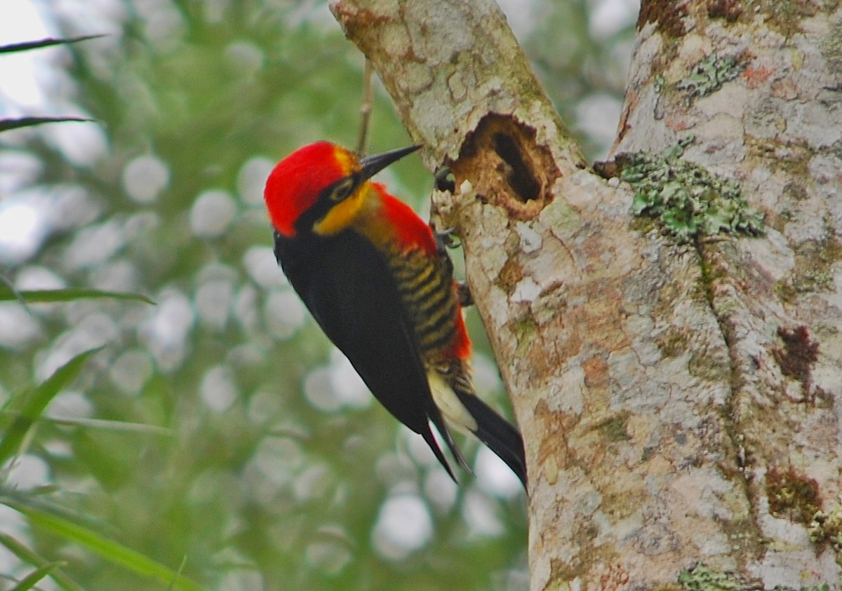 Yellow-fronted Woodpecker - Miguel Angelo Biz