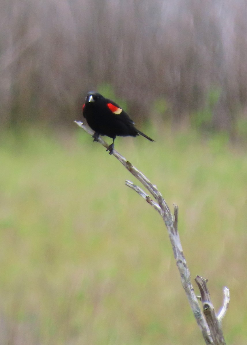 Red-winged Blackbird - ML578487531