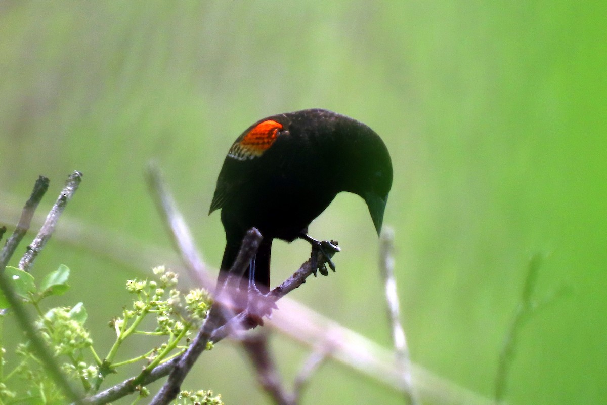 Red-winged Blackbird - ML578487541