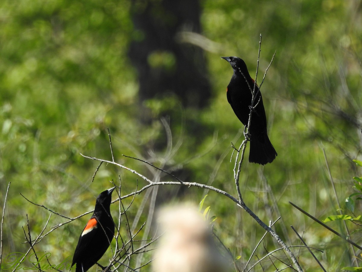 Red-winged Blackbird - Rick Luehrs