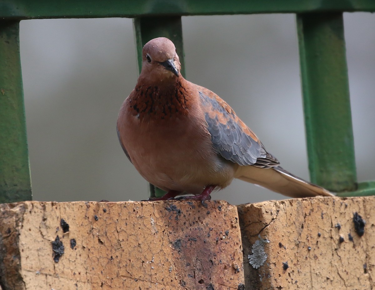 Laughing Dove - ML57848961