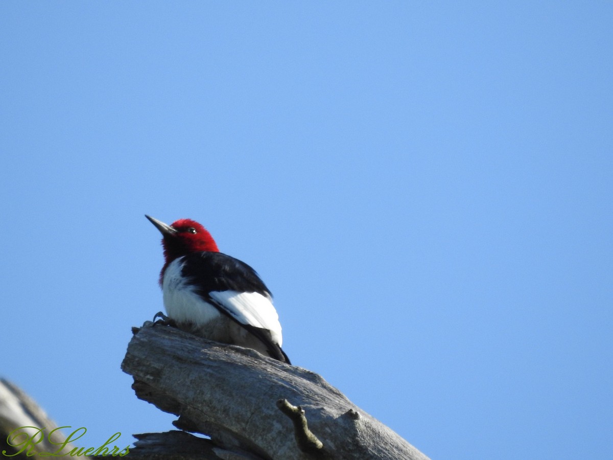 Red-headed Woodpecker - ML57848991