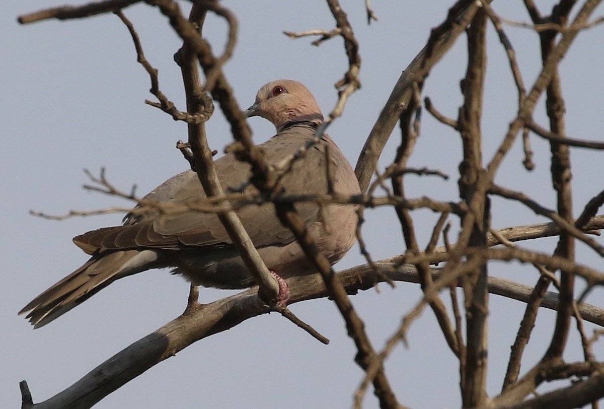 Red-eyed Dove - ML57849091