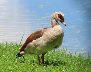 Egyptian Goose, ML578491311