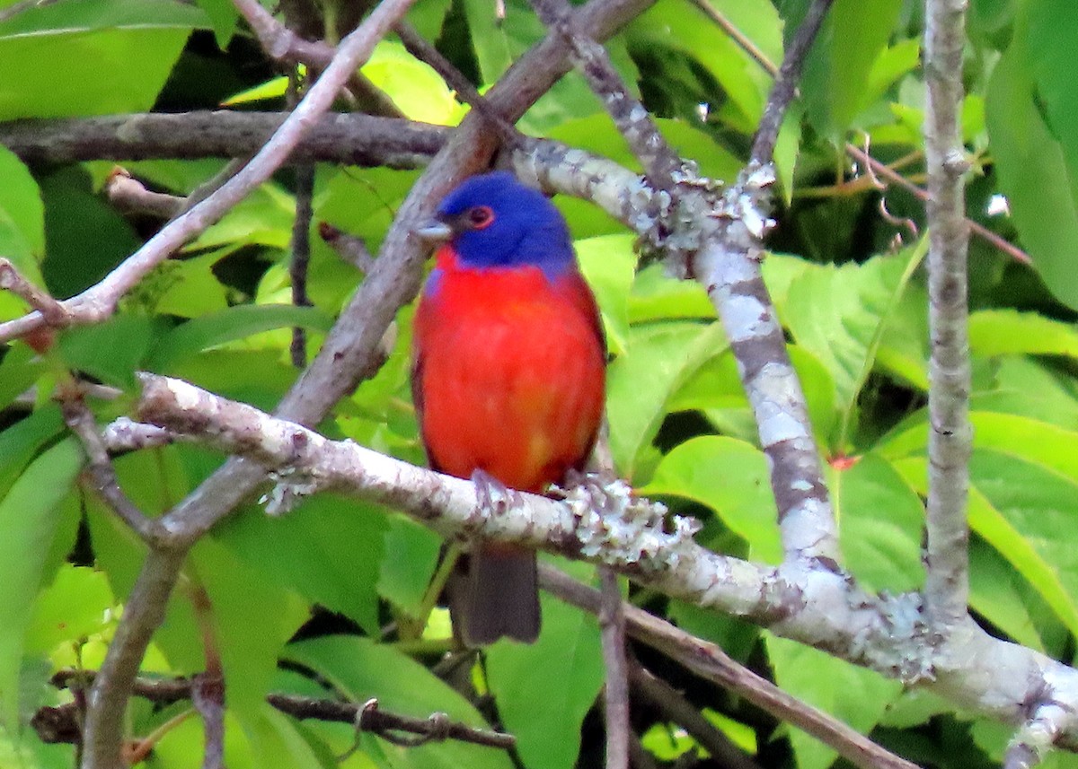 Painted Bunting - ML578494121
