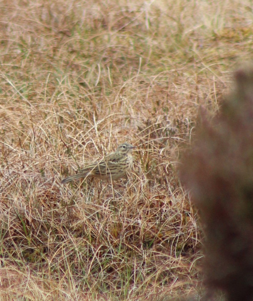 Meadow Pipit - ML578495021
