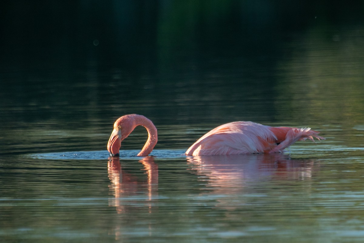 Amerika Flamingosu - ML578495161