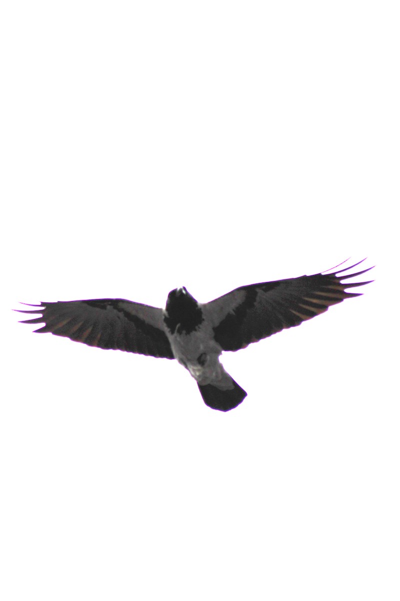 Hooded Crow - ML578495421