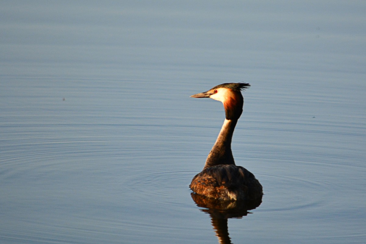 Great Crested Grebe - ML578495441