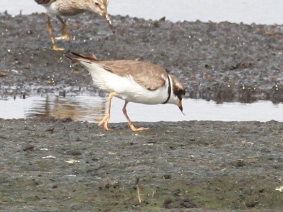 Semipalmated Plover - ML57849651