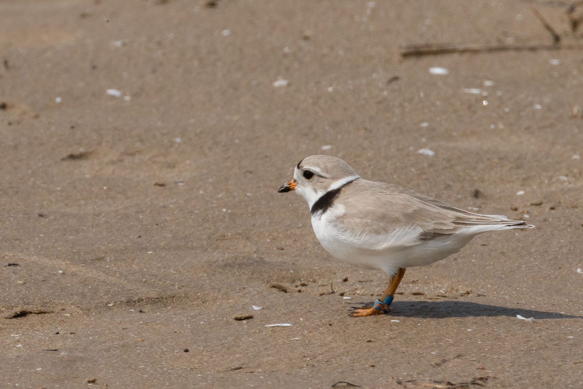 Piping Plover - ML578498821