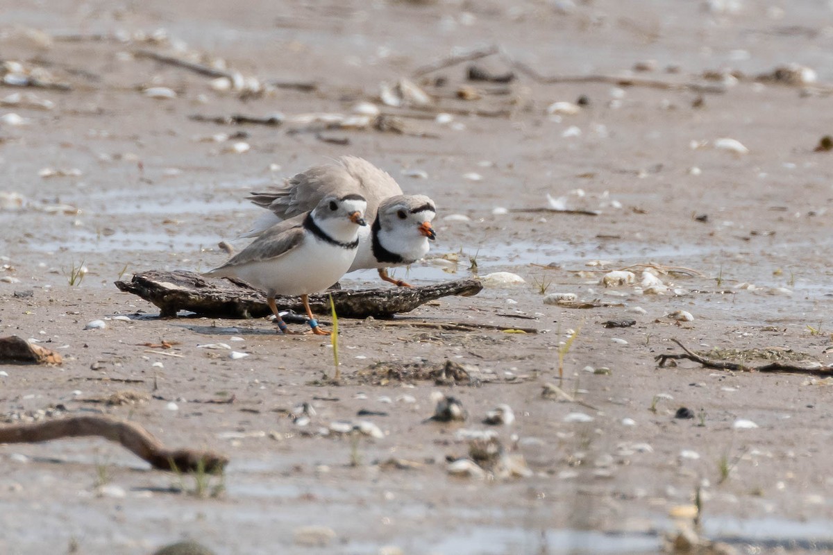 Piping Plover - ML578498831