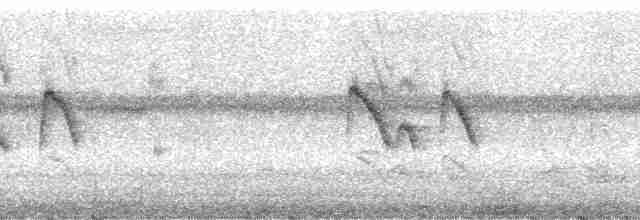 Окулярник фіджійський - ML5785