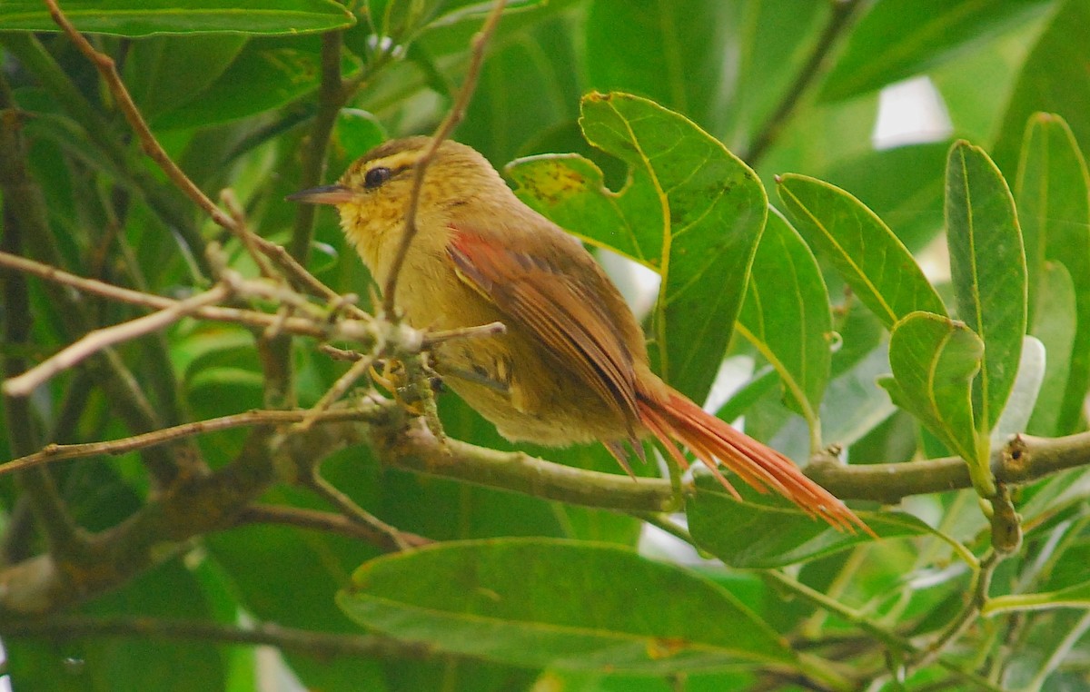 Olive Spinetail - ML57850031