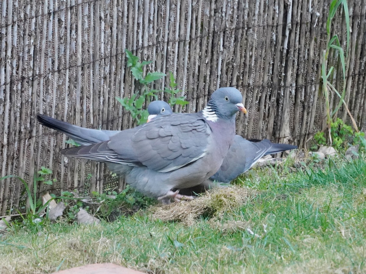 Common Wood-Pigeon - ML578501751