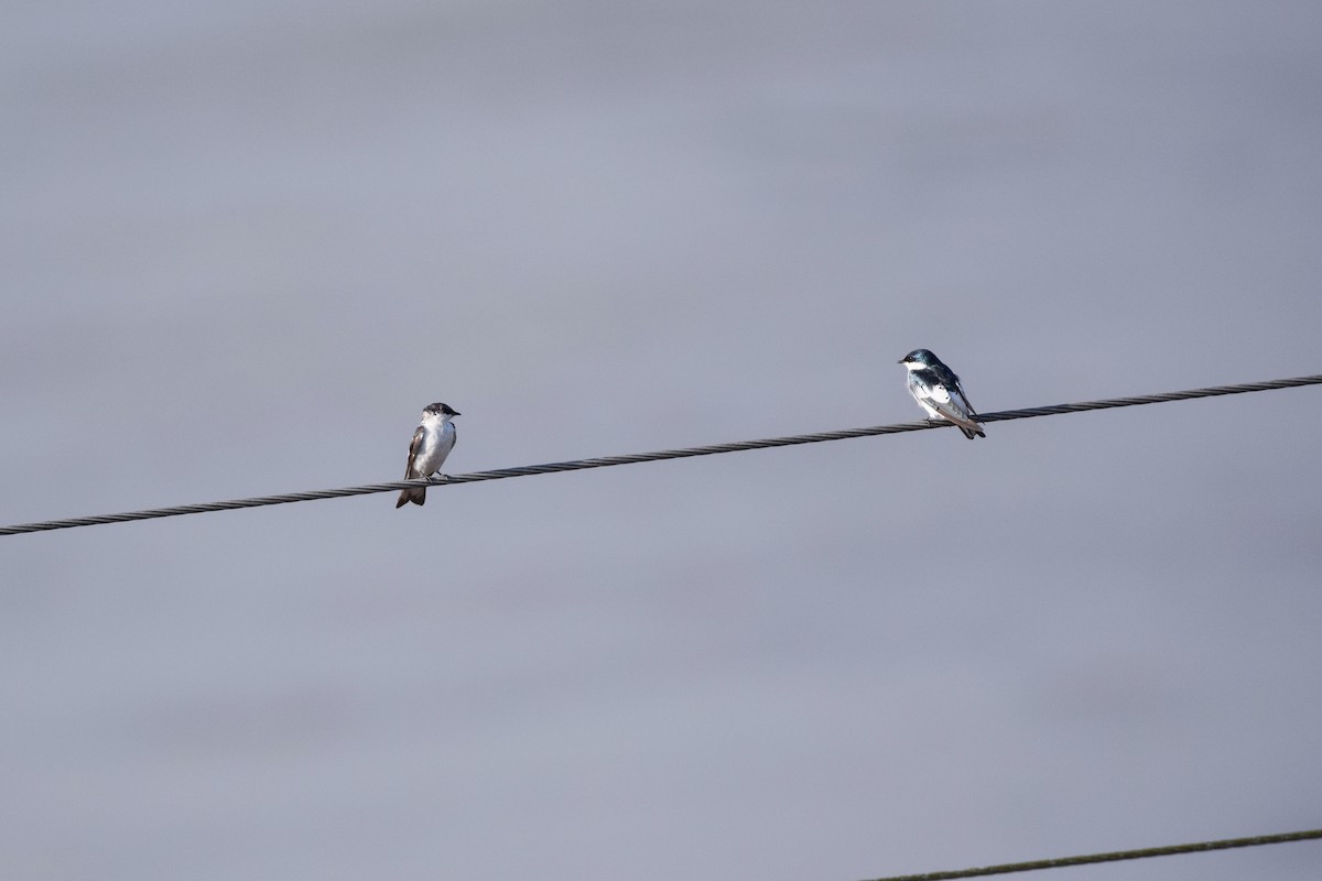 White-winged Swallow - Freddy Oswaldo Ovalles Pabon
