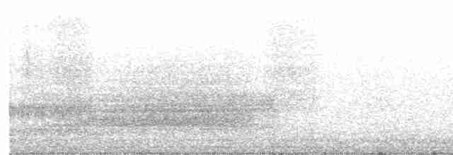 White-tailed Kite - ML578504431
