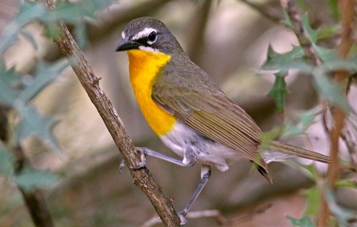 Yellow-breasted Chat - ML578506461