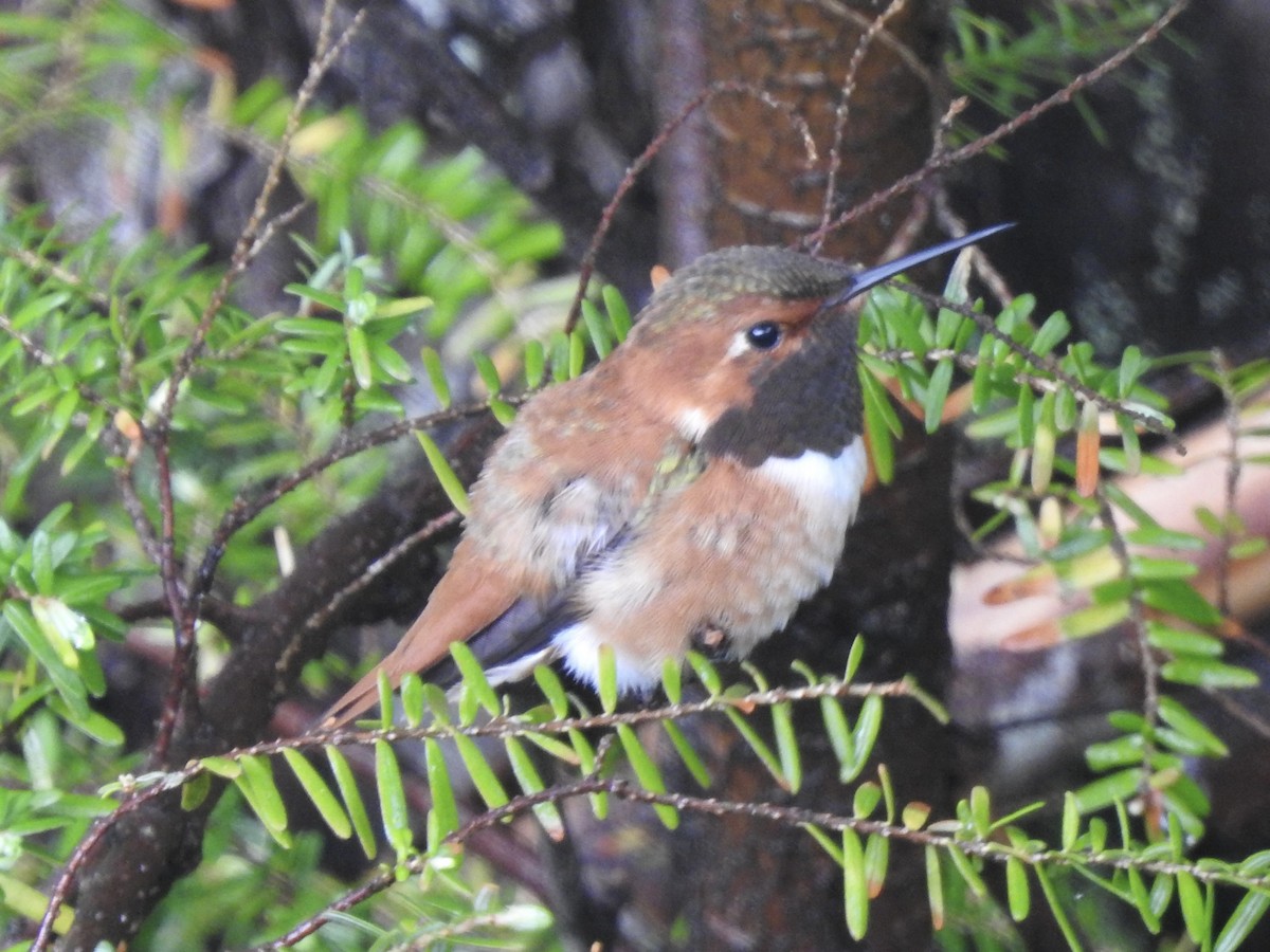 Rufous Hummingbird - ML578506611
