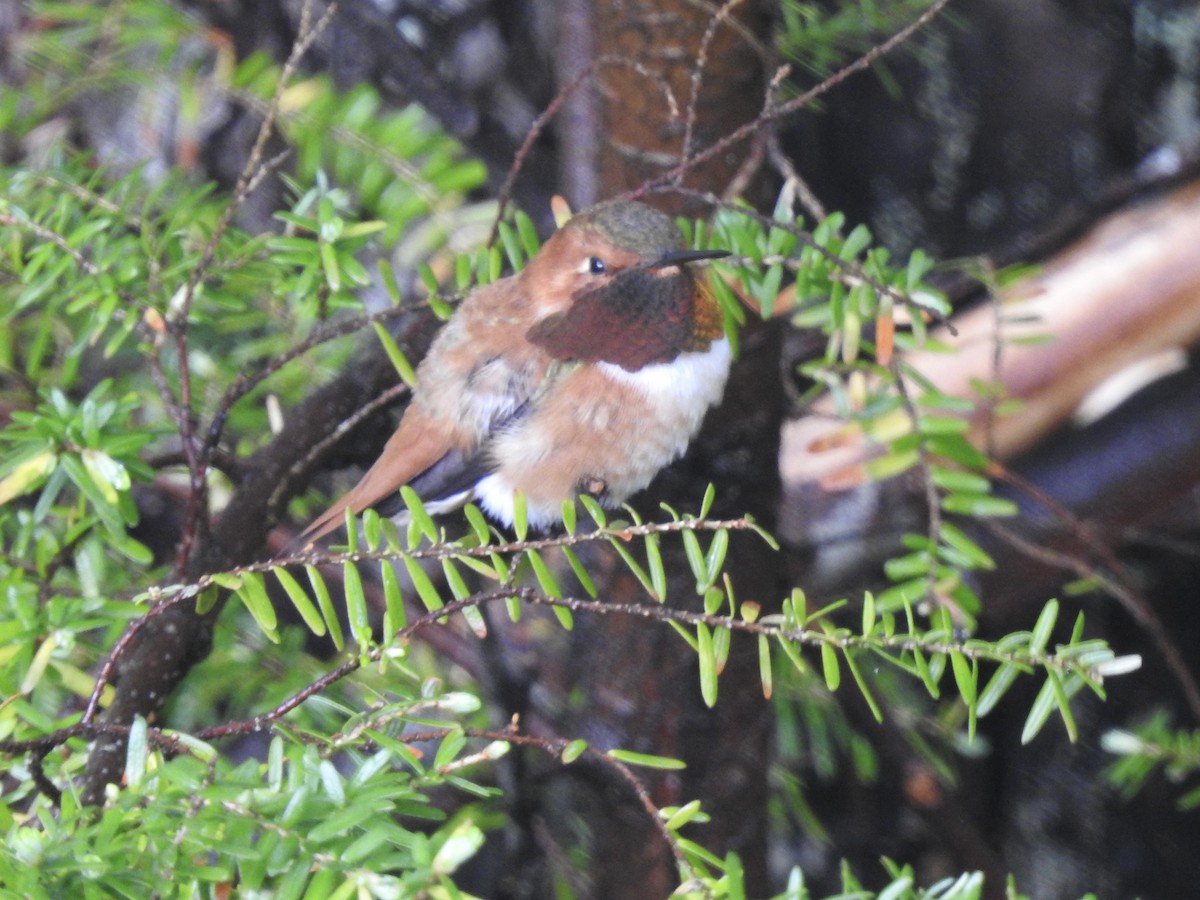 Rufous Hummingbird - ML578506631