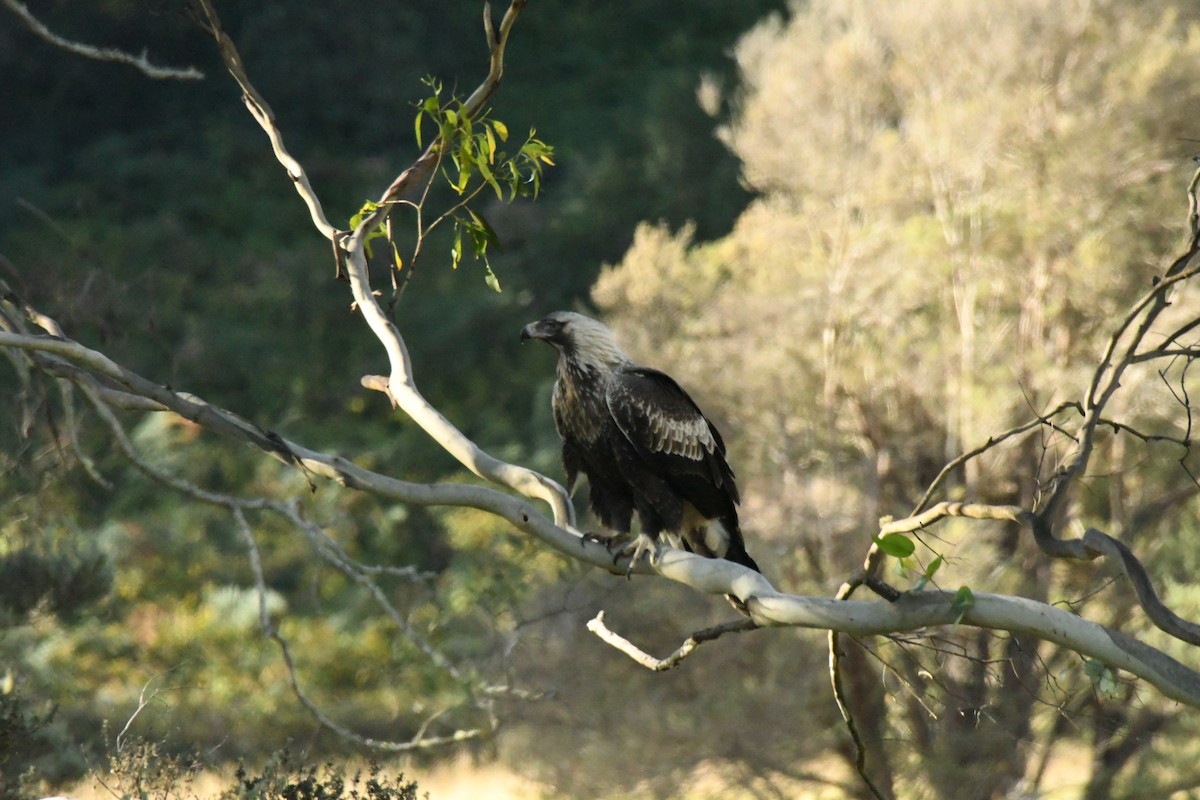 Wedge-tailed Eagle - ML578507511