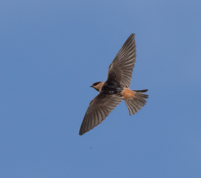 Cave Swallow - Eric Goodill