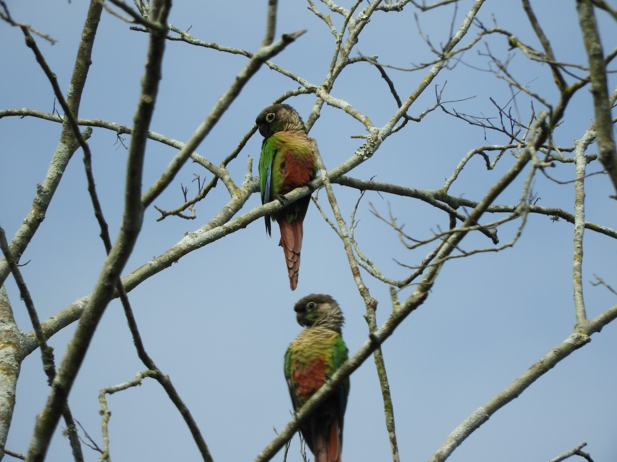 Green-cheeked Parakeet - ML578516181