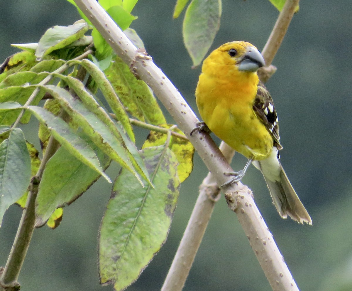 Yellow Grosbeak (Guatemalan) - Angela Romanczuk