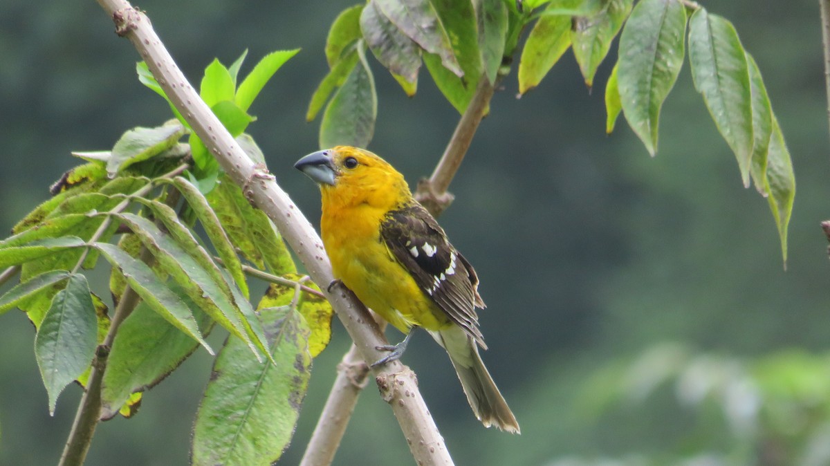 Yellow Grosbeak (Guatemalan) - ML578517351