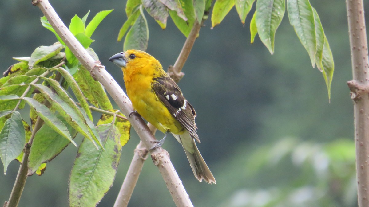 Yellow Grosbeak (Guatemalan) - Angela Romanczuk