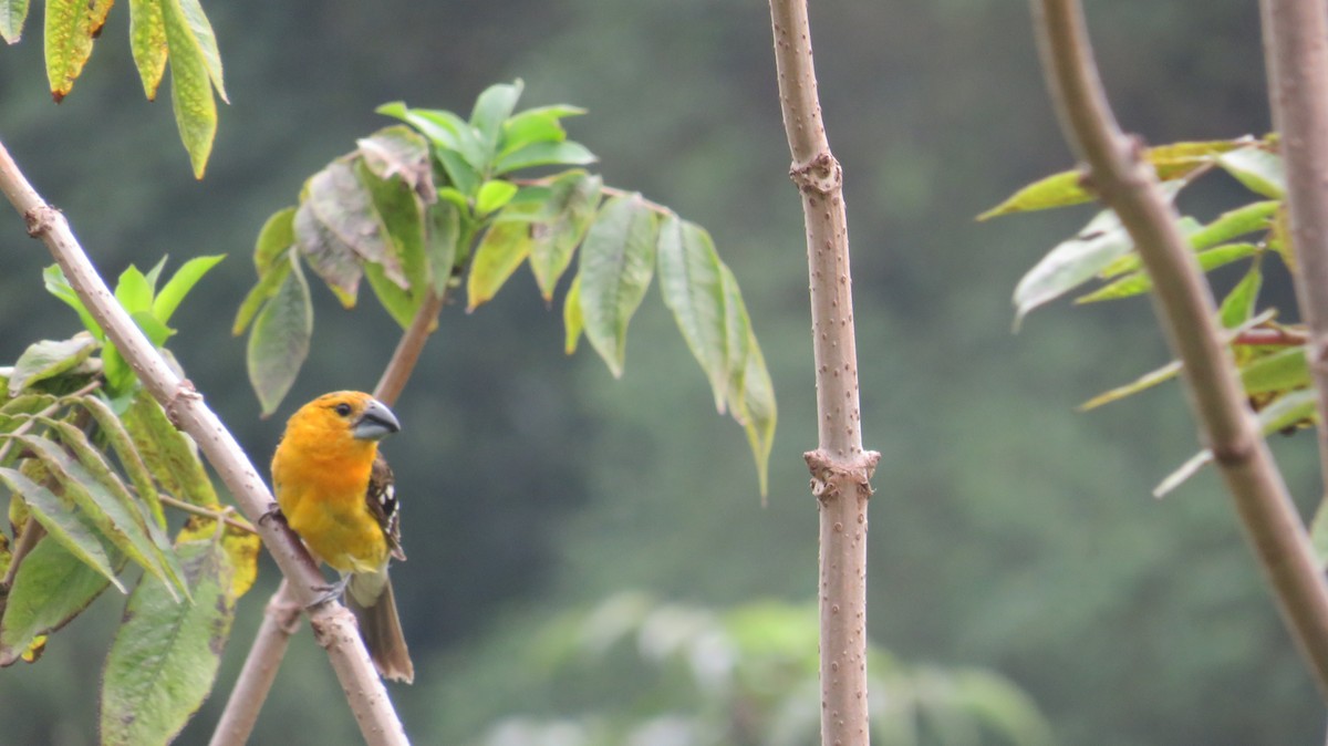 Yellow Grosbeak (Guatemalan) - ML578517371