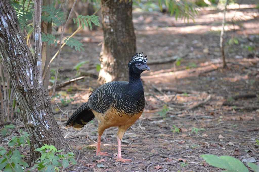 Bare-faced Curassow - ML57852171