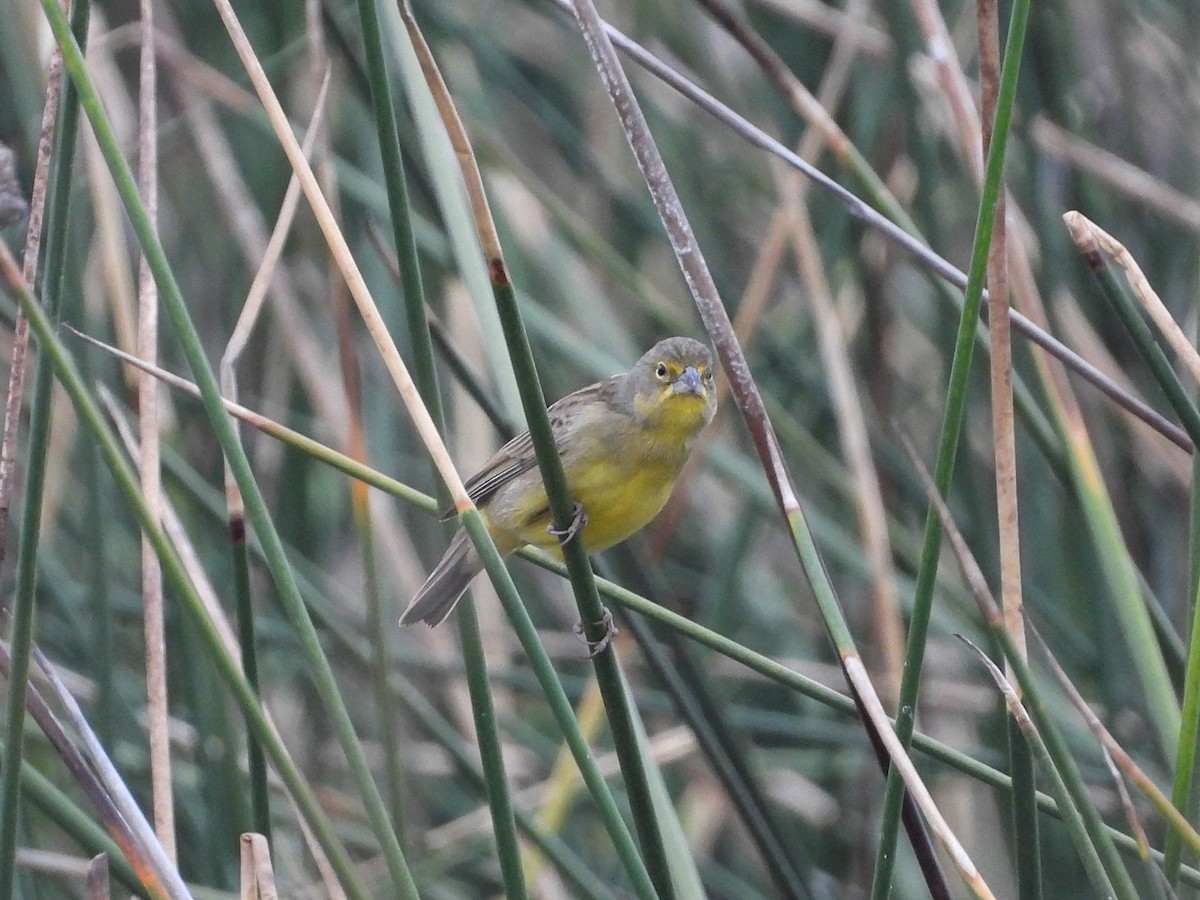Grassland Yellow-Finch - ML578521921