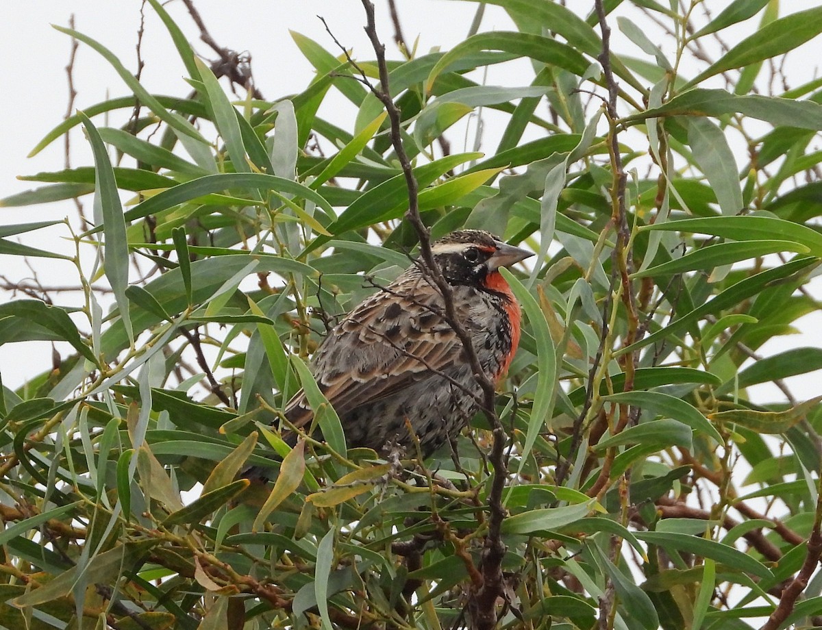 Peruvian Meadowlark - ML578522351