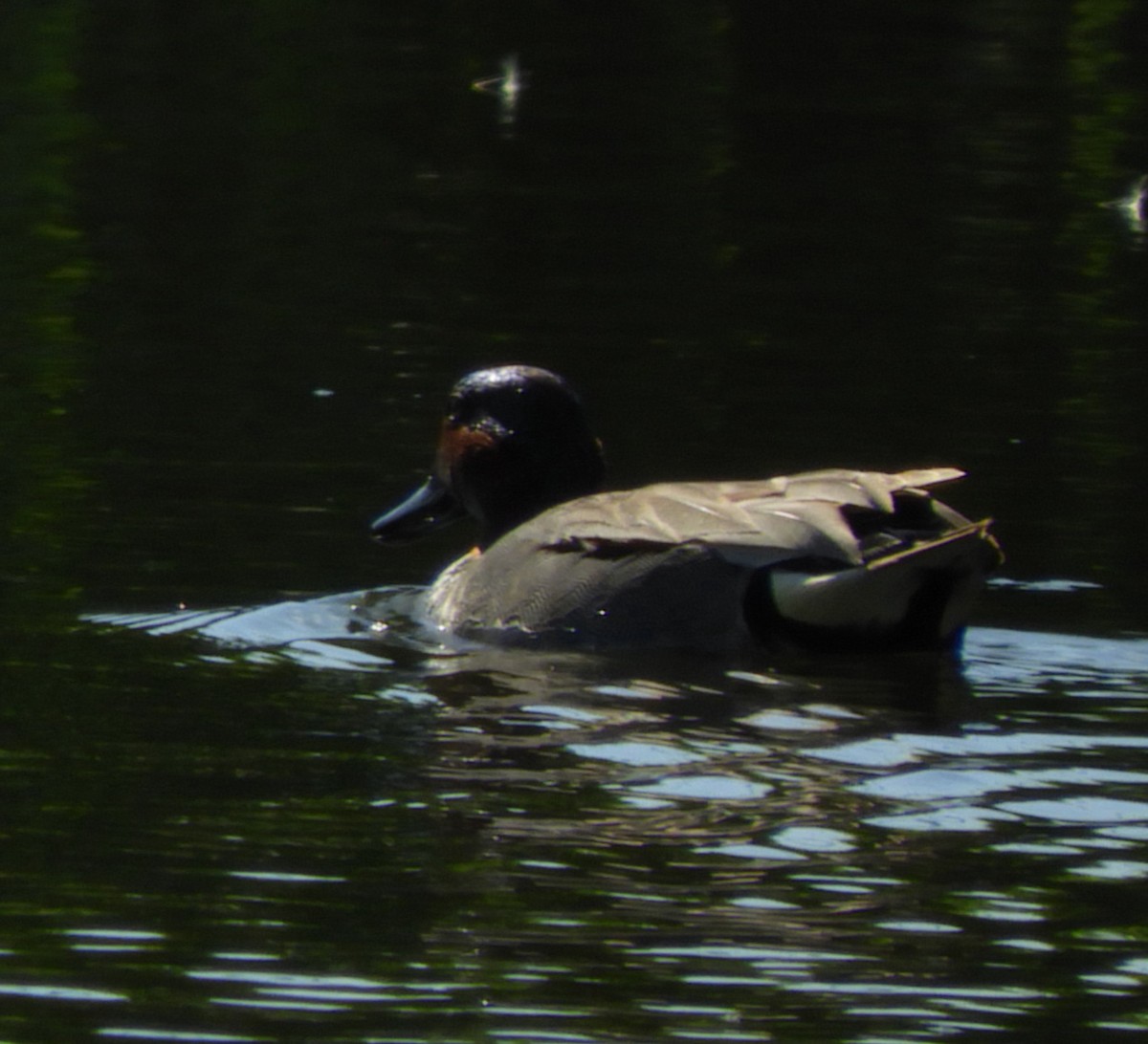 Green-winged Teal - ML578522411